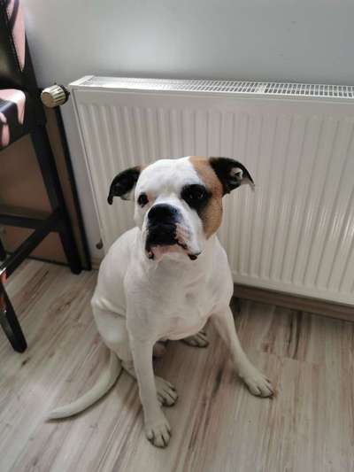 Boxer ???-Beitrag-Bild