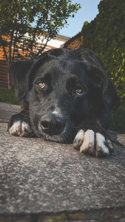 Die Dogorama Kalender Challenge Teil 1/4-Beitrag-Bild