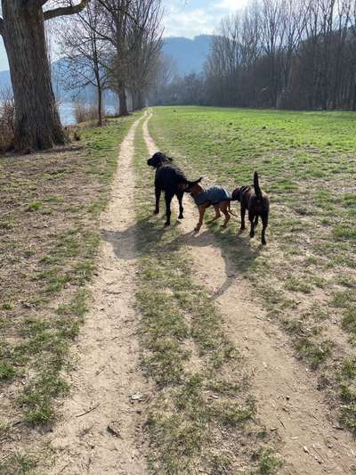 Hundeauslaufgebiet-Oberwerth-Bild