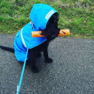 Kauspielzeug-Beitrag-Bild