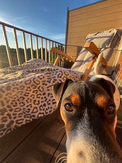 Dogorama Photo Challenge - lustigste Grimasse-Beitrag-Bild