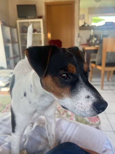 Wo sind die Jack und Parson Russell Terrier?-Beitrag-Bild