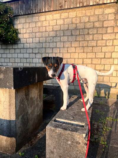 Wo sind die Jack und Parson Russell Terrier?-Beitrag-Bild