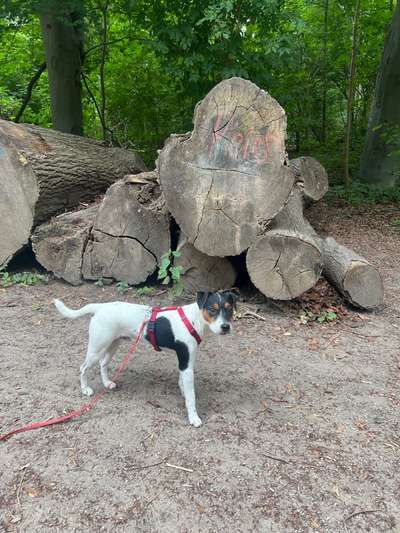 Wo sind die Jack und Parson Russell Terrier?-Beitrag-Bild