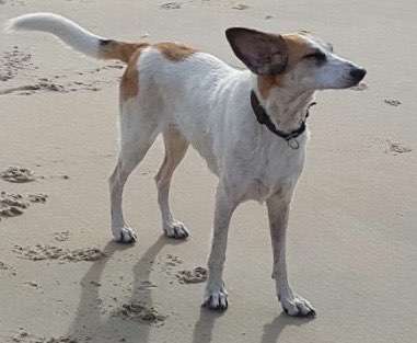 Foto Challenge Nr. 137 - Lass die Ohren fliegen-Beitrag-Bild