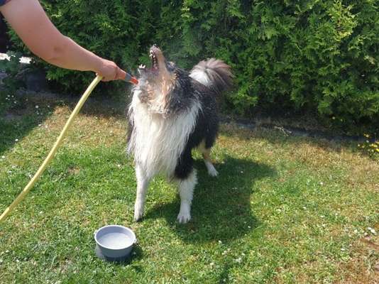 Dogorama Photo Challenge - Wasserspiele-Beitrag-Bild