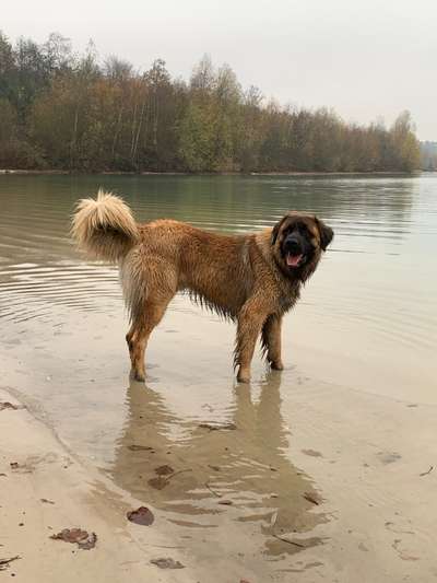 Leonberger-Beitrag-Bild