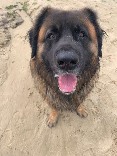 Leonberger-Beitrag-Bild