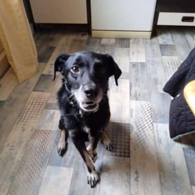 Hundetreffen-Gemeinsame Spaziergänge-Bild