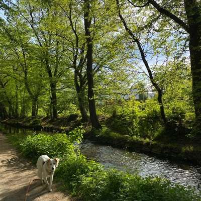 Hundetreffen-Gemeinsame Spaziergänge-Bild