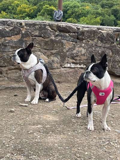 Boston Terrier Liebhaber❤️-Beitrag-Bild