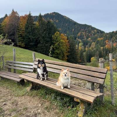 Hundetreffen-Spielgefährten gesucht-Bild