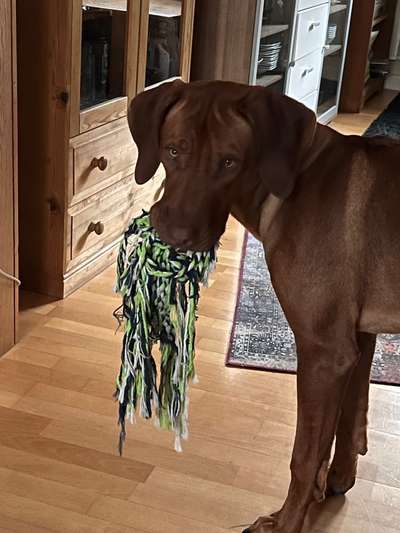 Rhodesian Ridgeback-Beitrag-Bild