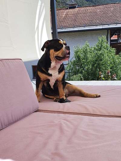 Olde English Bulldogge-Beitrag-Bild