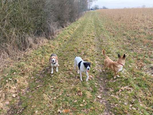 Hundetreffen-Gassirunde/Spielrunde für Hero (8j) Leo (2j) und Ghillie (11monate). Alle die drei sind Kastriert.-Bild