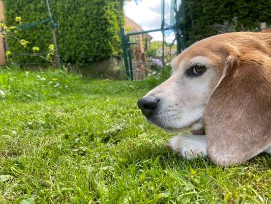 Die Dogorama Monats Challenge "Es grünt und blüht"-Beitrag-Bild