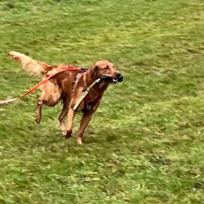 Ronald-Peter's Profilbild