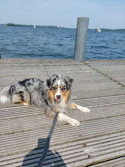 Hundetreffen-Benny sucht neue Spielkameraden-Bild