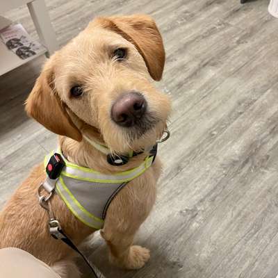 Hundetreffen-Spielen und Gassi gehen in Bloherfelde-Bild