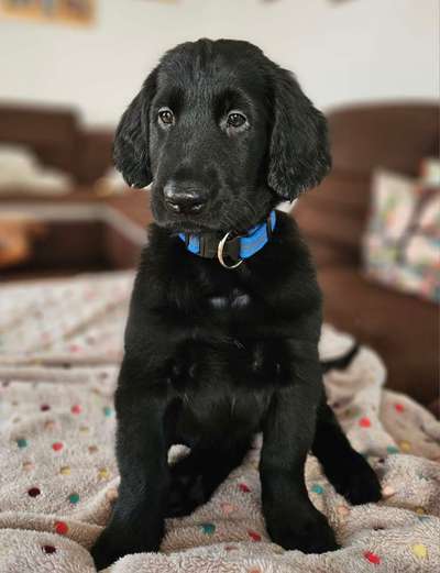 Flat Coated Retriever-Beitrag-Bild