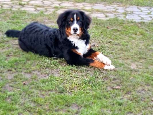 Berner Sennen-Beitrag-Bild