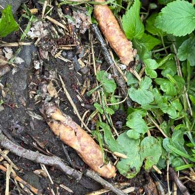 Giftköder-Würstchen evtl Giftköder an der Lumda-Bild