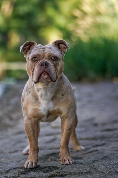Hundetreffen-Social Walk-Bild