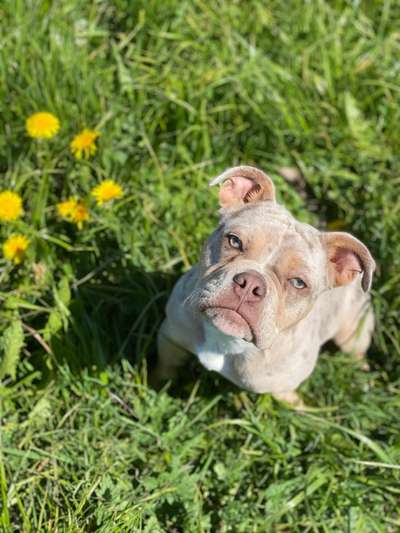 Die Dogorama Monats Challenge "Es grünt und blüht"-Beitrag-Bild