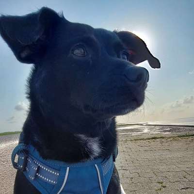 Hundetreffen-Gassirunde am/im Hohen Busch-Bild