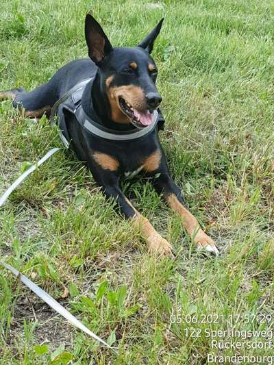 Deutscher Pinscher-Beitrag-Bild