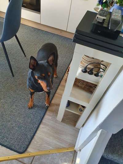 Mein Hund wird immer dicker !!!-Beitrag-Bild