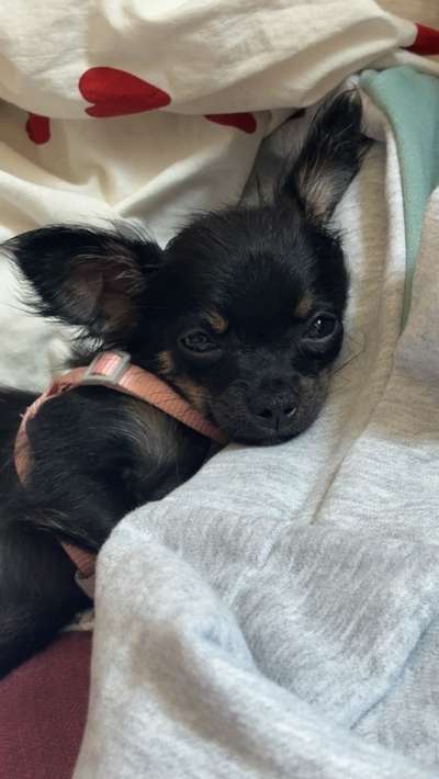 Leinenführigkeitstraining bei Welpen-Beitrag-Bild