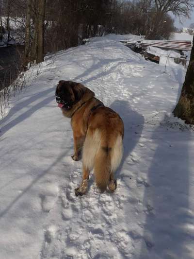 Hundetreffen-Fröhliche Gassi / Spielrunde-Bild