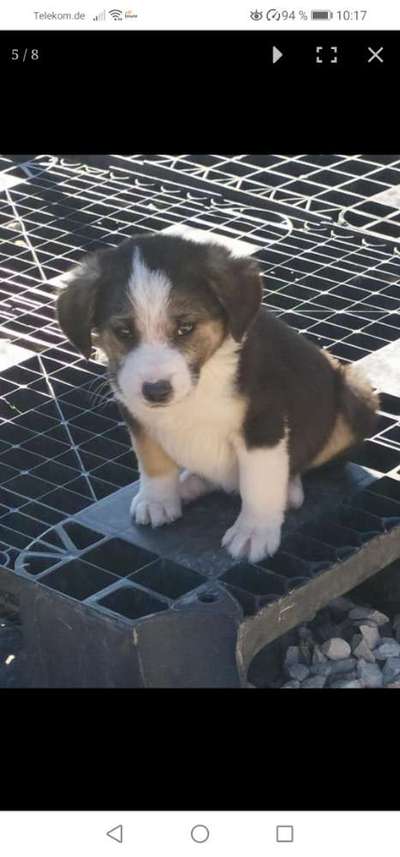 Auslandstierschutz-Beitrag-Bild