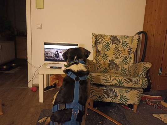 Auslandstierschutz-Beitrag-Bild