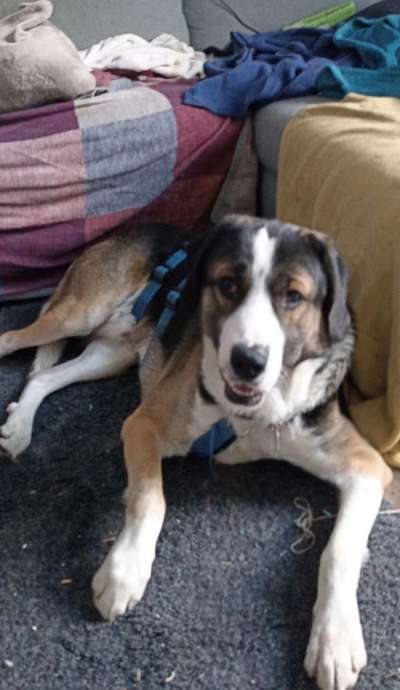 Auslandstierschutz-Beitrag-Bild