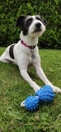 Unsere Fellnasen-Vielfalt im Überblick!-Beitrag-Bild