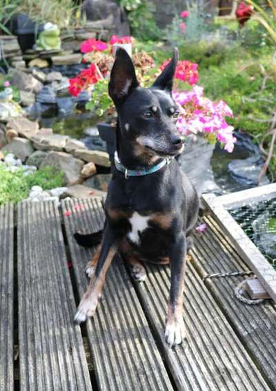 Unsere Fellnasen-Vielfalt im Überblick!-Beitrag-Bild