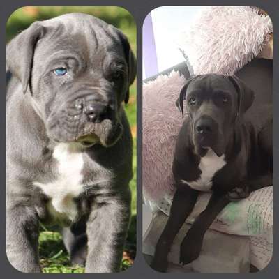 Welpenfotos-Beitrag-Bild