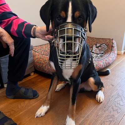 Wie sitzt mein Maulkorb / Maulkorb-Beratung-Beitrag-Bild