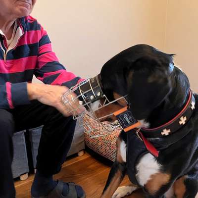 Wie sitzt mein Maulkorb / Maulkorb-Beratung-Beitrag-Bild