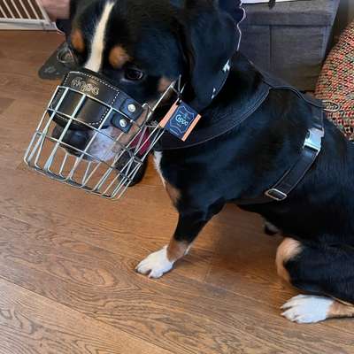 Wie sitzt mein Maulkorb / Maulkorb-Beratung-Beitrag-Bild