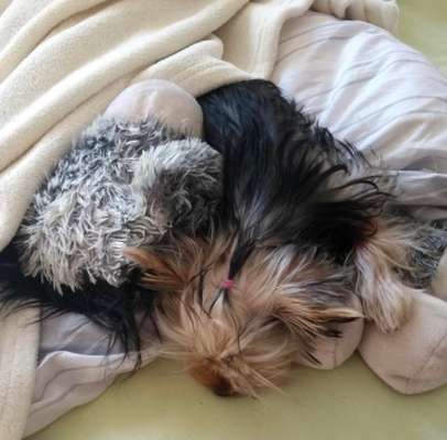 Welpen Bilder !-Beitrag-Bild