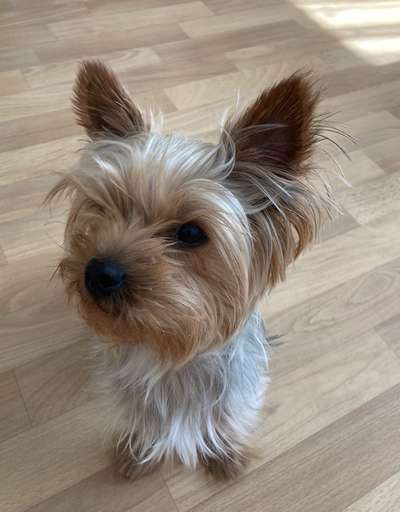 Yorkshire Terrier-Beitrag-Bild