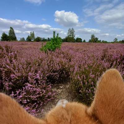 Hundetreffen-DER KENNENLERNSPAZIERGANG-Bild