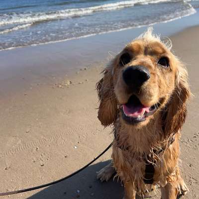 Hundetreffen-Hundekumpels-Bild