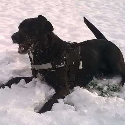 Fotochallenge 61 ~ Schnee-Beitrag-Bild