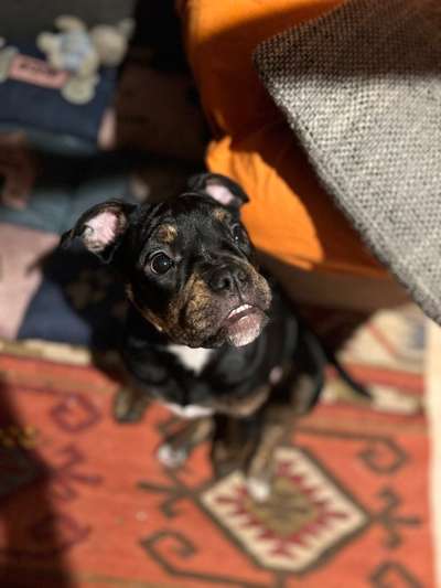 Dogorama Photo Challenge - Portrait-Beitrag-Bild