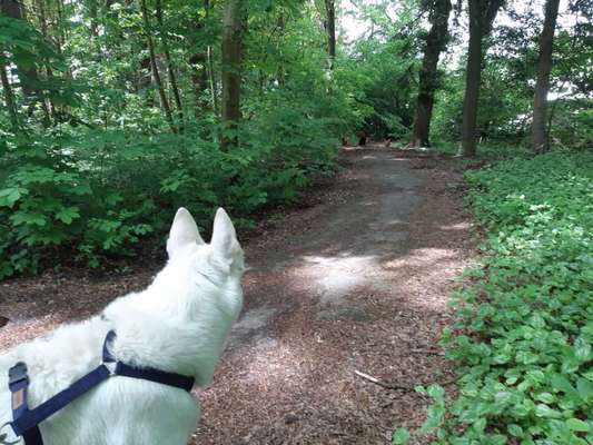 Hundetreffen-Bonnie sucht Hundefreunde-Bild