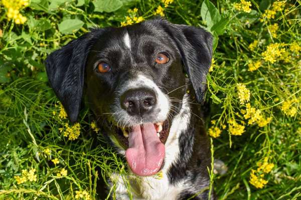 Die Dogorama Monats Challenge "Es grünt und blüht"-Beitrag-Bild